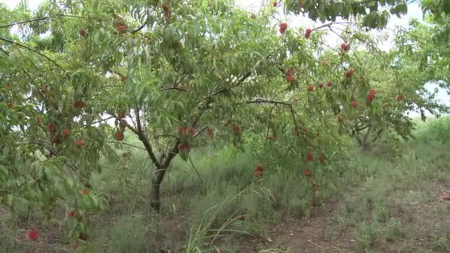 Fermierii au productie dubla de piersici, dar pietele sunt invadate de cele din Grecia. "Nici la pretul asta nu vor sa o ia"