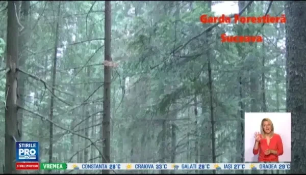 Noua metoda pentru a defrisa copacii. Cum au uscat hotii de lemne 300 de arbori in Suceava