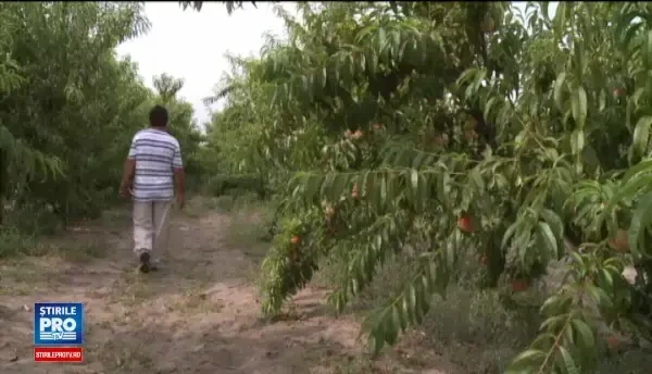 Fermierii au productie dubla de piersici, dar pietele sunt invadate de cele din Grecia. Nici la pretul asta nu vor sa o ia