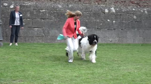 Sute de caini au defilat ca pe podium la un concurs de frumusete canina organizat la Alba Iulia. Cat costa intretinerea lor