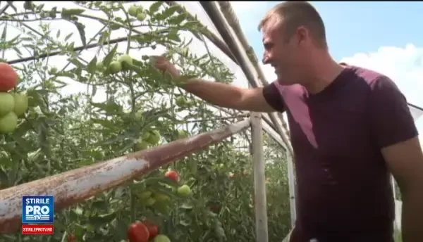 Fermierii nu gasesc zilieri si risca sa ramana cu recolta in camp. Asistat social: Nu putem sta in soare, murim!