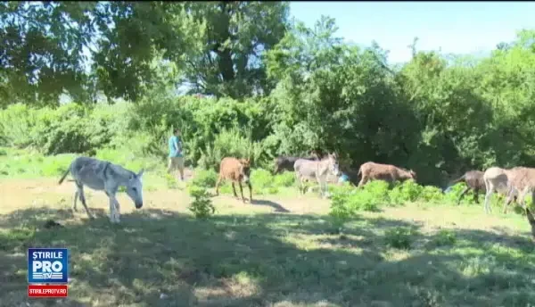 Laptele care costa 100 de lei un litru. Are calitati terapeutice si e plin de vitamine, insa multi il falsifica