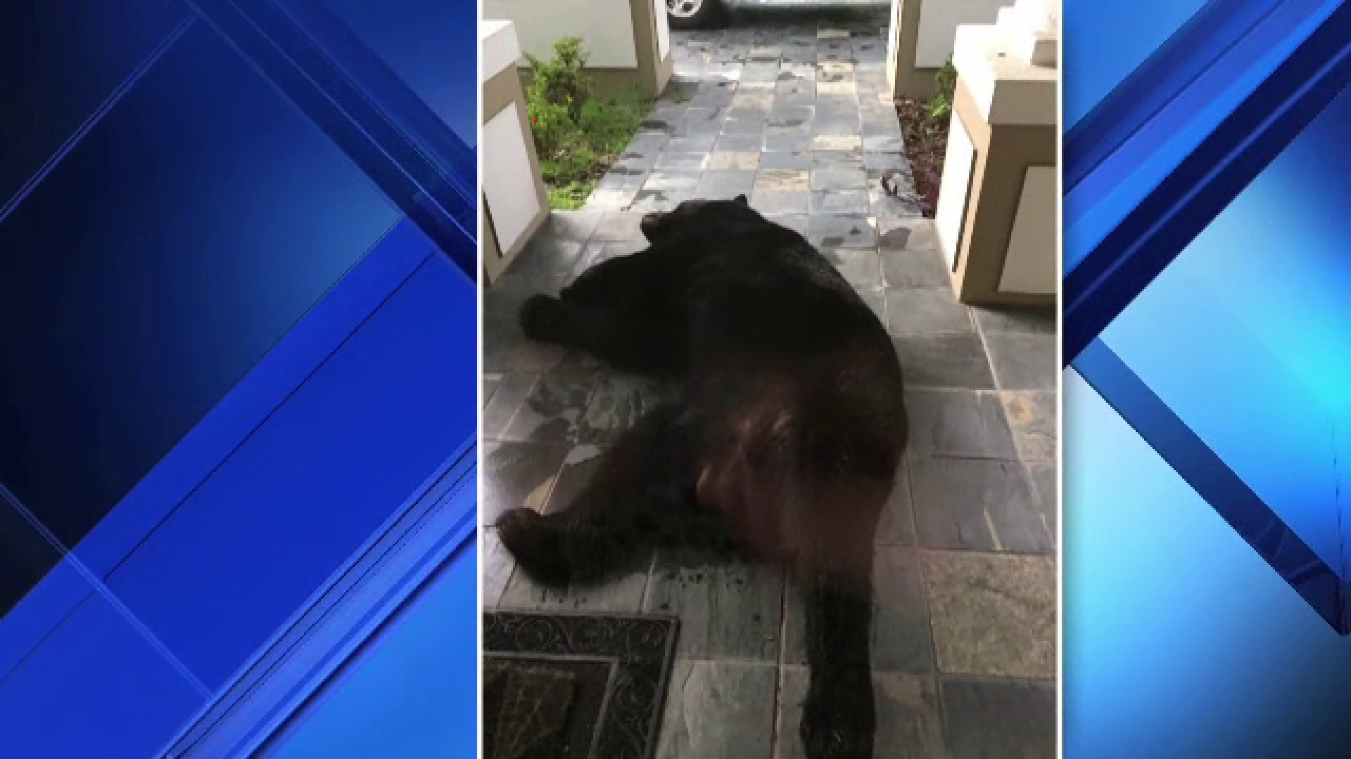 Un urs, prins de ploaie pe strazile unui oras american, a gasit adapost in curtea unei familii. Unde s-a ascuns