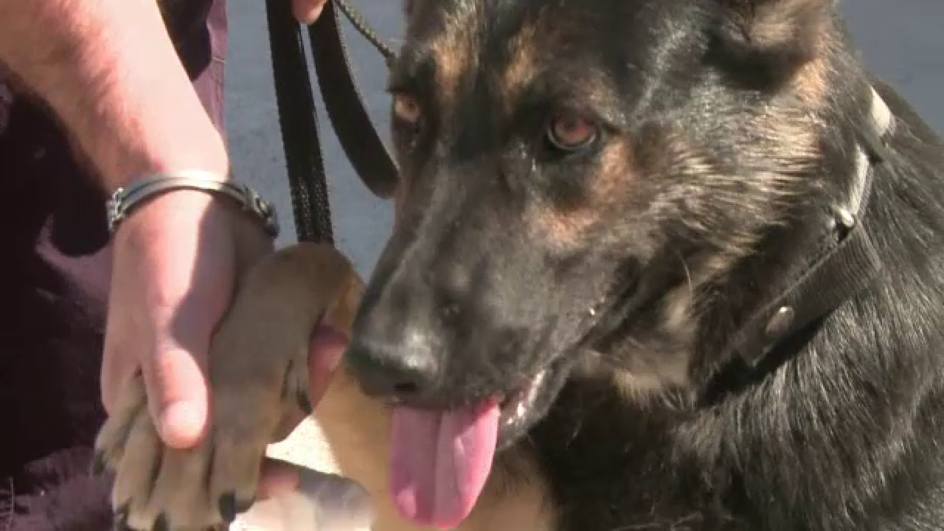 Seza, ciobanescul german scos la licitatie de Inspectoratul pentru Situatii de Urgenta Dolj. De la cat porneste pretul