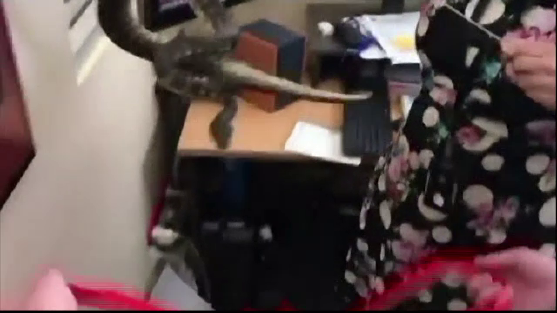 Angajatii unei redactii din Australia s-au trezit cu un piton ascuns dupa computere. Ce s-a intamplat dupa aceea