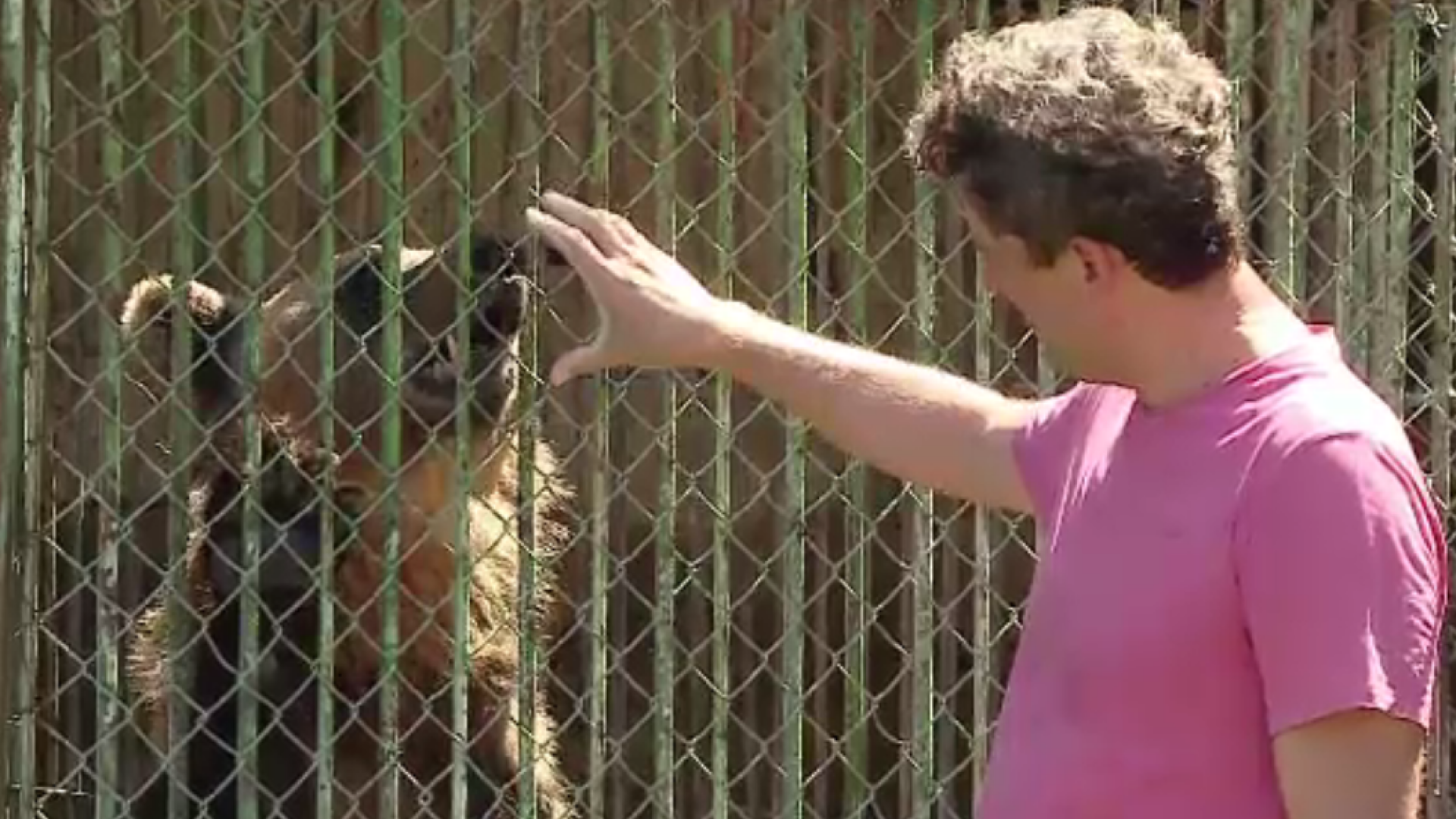 Urși chinuiți la grădina zoologică din Turda