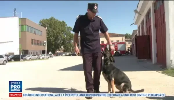 Seza, ciobanescul german scos la licitatie de Inspectoratul pentru Situatii de Urgenta Dolj. De la cat porneste pretul