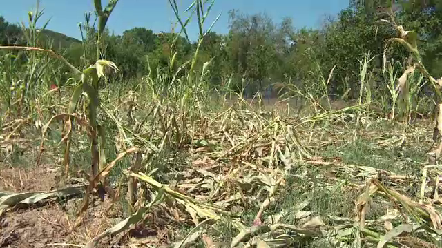 Mistreții au băgat frica într-o comună din Gorj