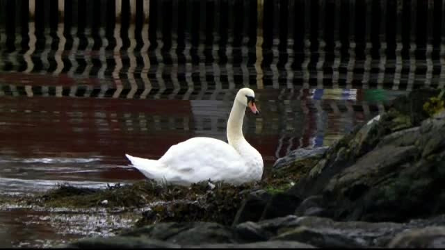 Scandal într-un oraș din Norvegia, din cauza unei lebede. Revoltă, după ce primăria a eutanasiat pasărea, care era agresivă