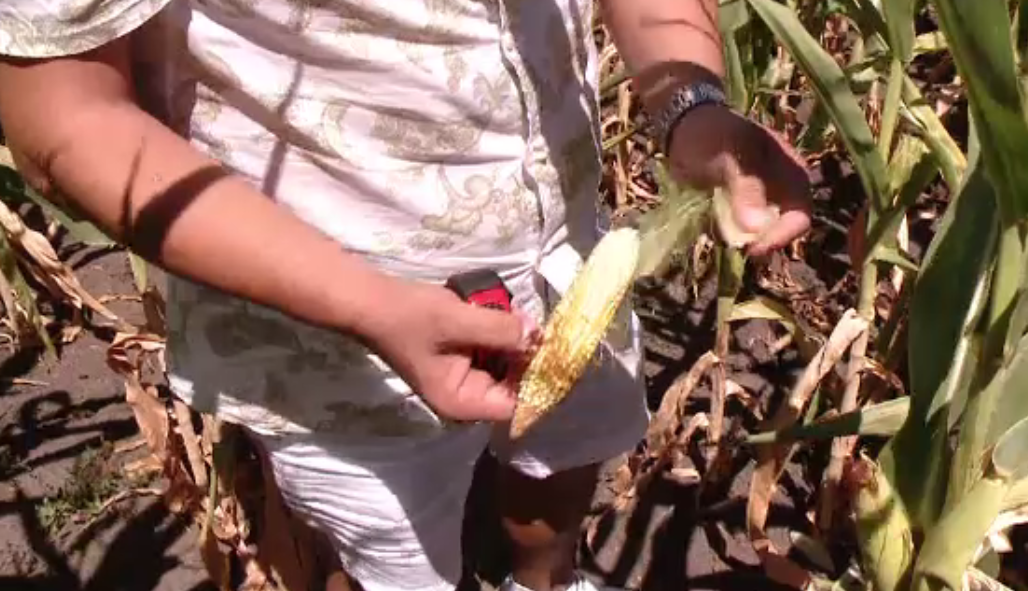 Dezastru în agricultură din cauza caniculei. Timiș, județul cel mai afectat de secetă