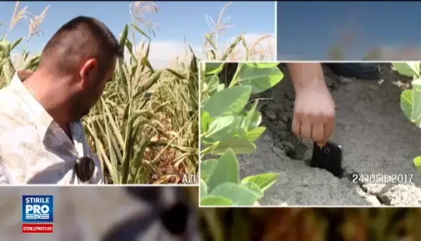 Dezastru în agricultură din cauza caniculei. Timiș, județul cel mai afectat de secetă