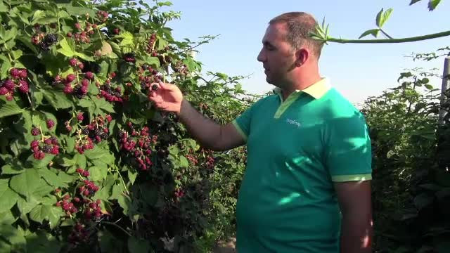 Clienții unei plantații de mure din Bacău își culeg singuri fructele: "Calitatea este alta"