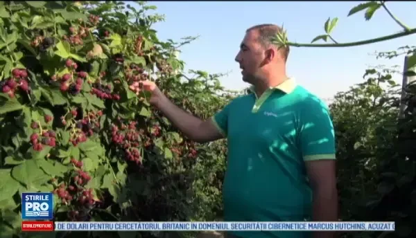 Clienții unei plantații de mure din Bacău își culeg singuri fructele: Calitatea este alta