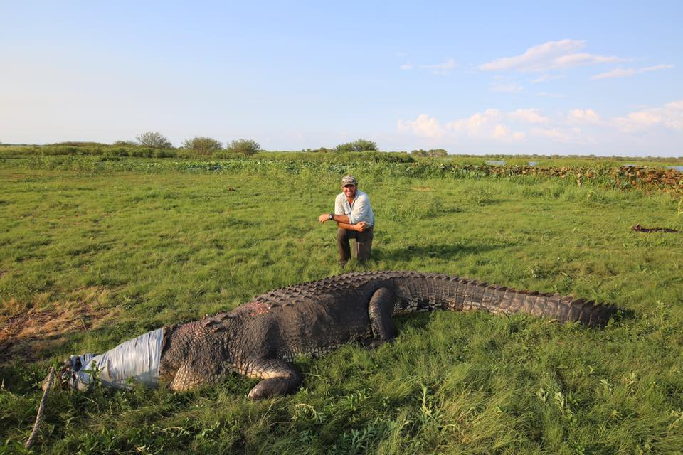 Un australian a înfășurat gura unui crocodil cu bandă. Ce a urmat