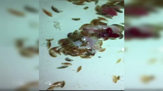 tanar atacat de creaturi misterioase