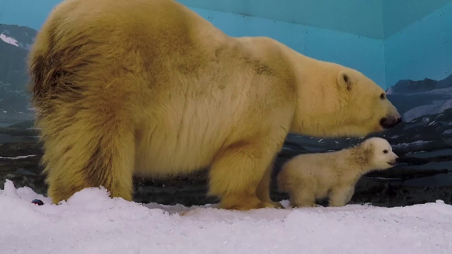 Miska, puiul de urs botezat în semn de omagiu pentru părinţii săi