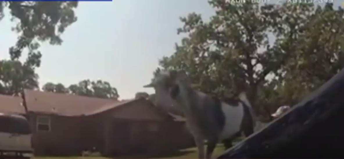 Descoperirea făcută de un polițist din SUA când i s-a cerut să prindă un ponei