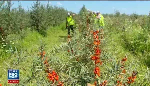 Fermierii români au început să angajeze deținuți în loc de zilieri