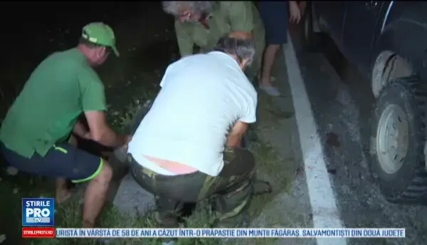 33 de mistreţi, ucişi într-un accident în Gorj. Cum au ajuns pe carosabil