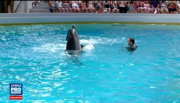 O orchestră i-a acompaniat pe cei doi delfini din Constanța, în timpul reprezentației
