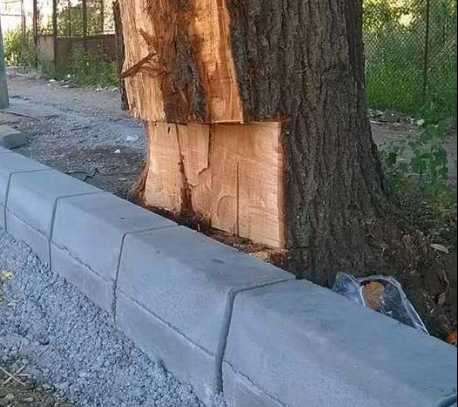 Zeci de tei seculari, sculptați cu drujba pentru a pune borduri, în Corabia