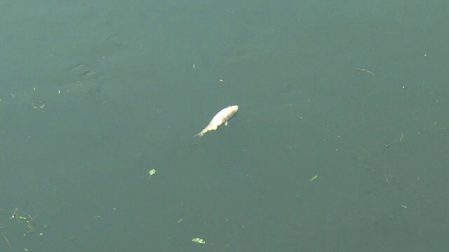 Fenomen îngrijorător în apele Crișului Repede, după ce mai mulți pești au murit