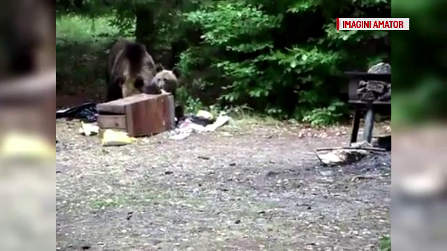 Cum au reacționat turiștii când au văzut un urs lângă lacul Sfânta Ana