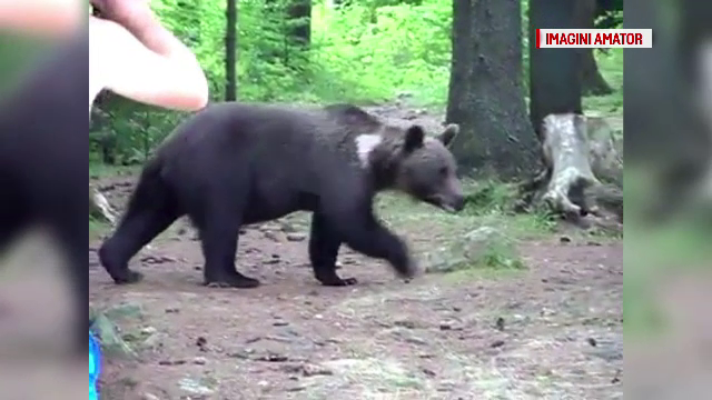 Și-au riscat viața pentru poze de Facebook. Ce au făcut turiștii când a apărut ursoaica