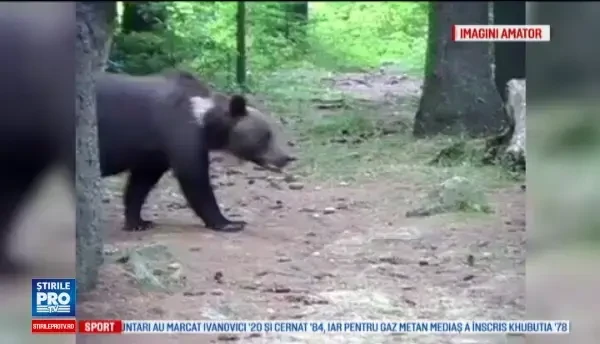 Cum au reacționat turiștii când au văzut un urs lângă lacul Sfânta Ana