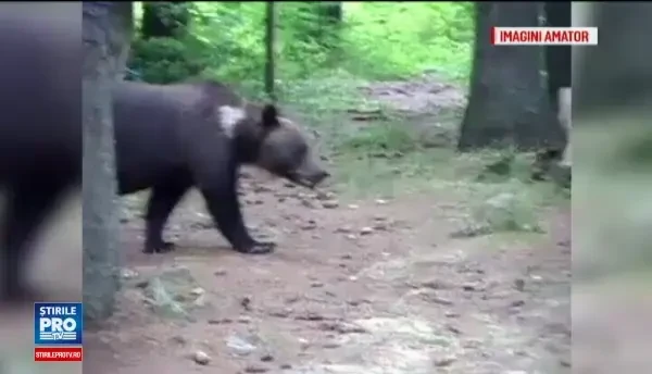 Și-au riscat viața pentru poze de Facebook. Ce au făcut turiștii când a apărut ursoaica