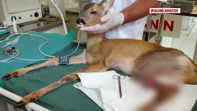 Pui de căprioară, salvat înainte de a fi sfâșiat de câini
