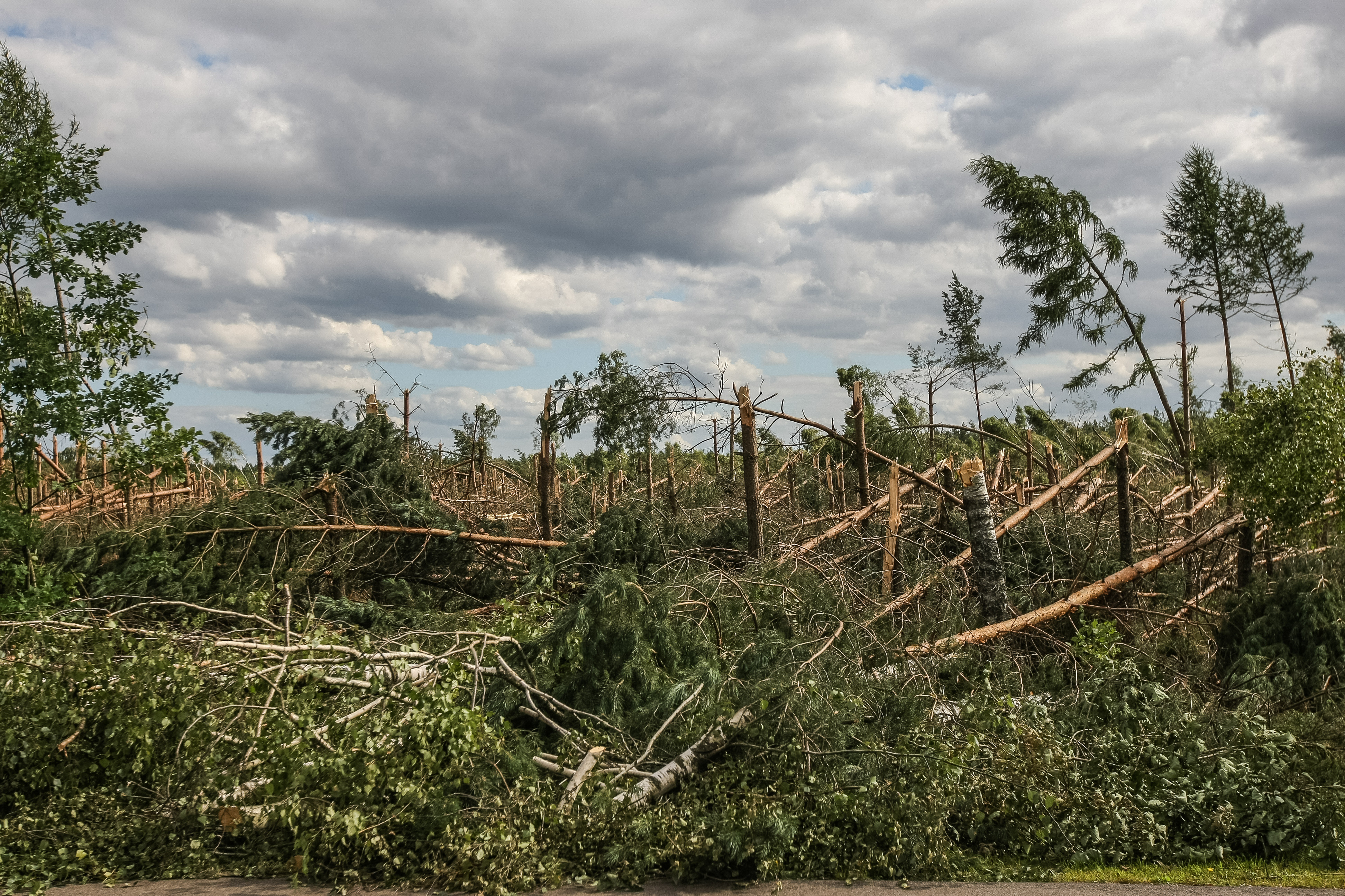 Zeci de mii de arbori, rupți de furtună în Polonia. VIDEO