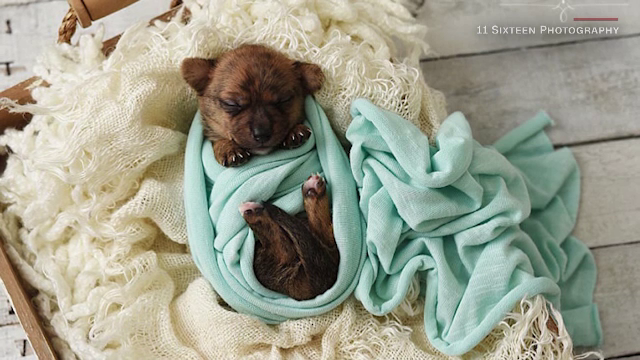 Ideea unui fotograf american pentru a ajuta câinii să-și găsească un stăpân