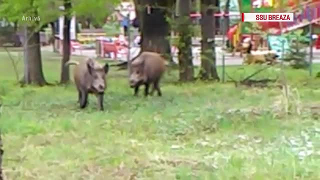 Orașul în care oamenii nu mai dorm de frica mistreților