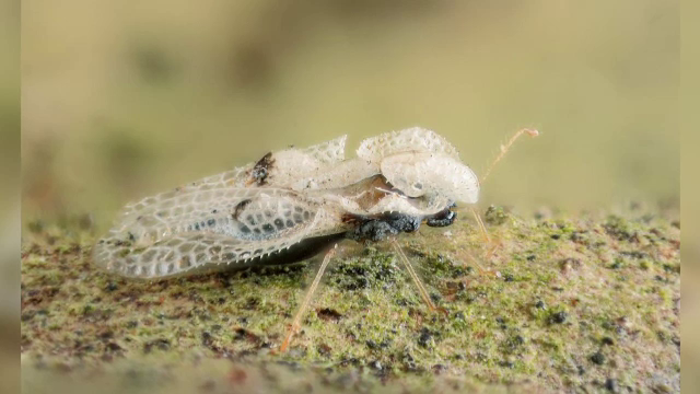 ”Tigrul platanului” a invadat Capitala. Ce spun medicii despre mușcătura insectei