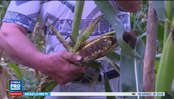 Orașul în care oamenii nu mai dorm de frica mistreților