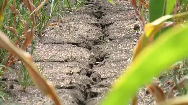 România, afectată grav de secetă. Cultivatorii din sudul țării sunt disperați