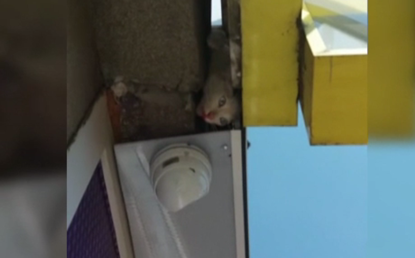 Un pisoi din Timiș a stat 3 zile blocat într-un panou publicitar