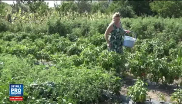 ”Business” cu dulcețuri tradiționale. Cât costă investiția într-o afacere ”dulce”