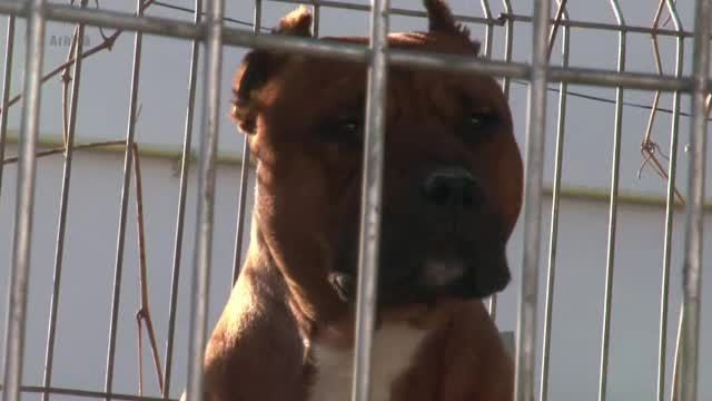 Femeie, scăpată de la viol de animalul de companie