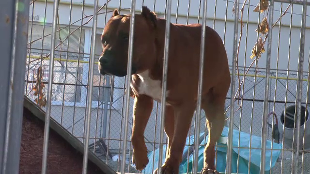 Copil de 4 ani, ucis de câinele unchiului său