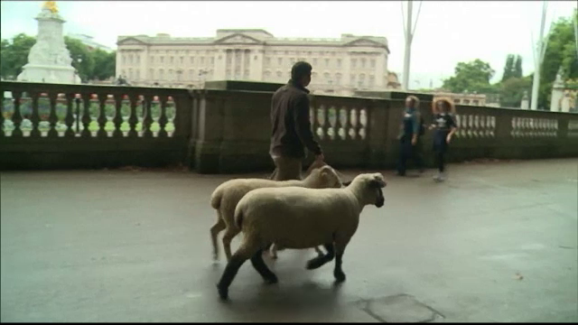 Proiect ecologic: oi aduse la pascut în parcul de lângă Palatul Buckingham