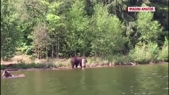 Turiști atacați de ursoaică. Imaginile filmate de un martor