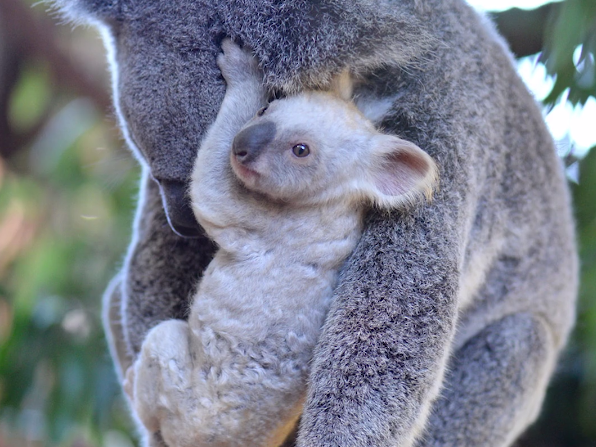Un pui de koala, alb, s-a născut la o grădină zoologică din Australia