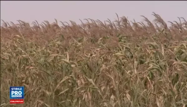 Adevărul din spatele recoltelor record anunțate de Guvern în acest an