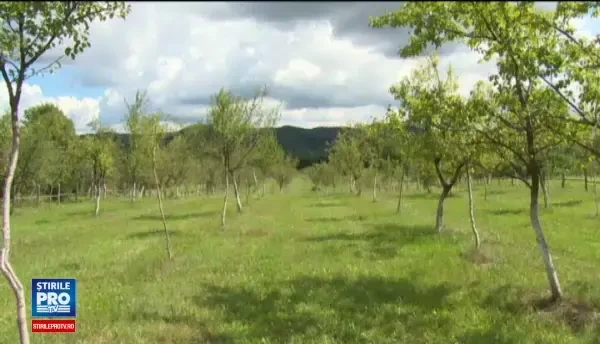 Ţuica de prune şi dulceţurile vor fi mai scumpe