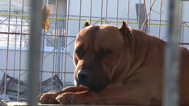 Sute de oameni au venit la înmormântarea băiatului care a fost sfâșiat de un câine Amstaff