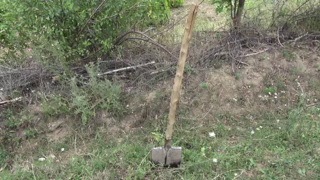 Doi soți din Bacău, acuzați că au schingiuit și ucis câinele vecinilor