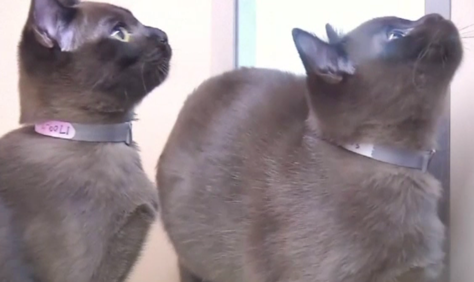 Două pisici au moștenit 300.000 de dolari după ce stăpâna lor a murit