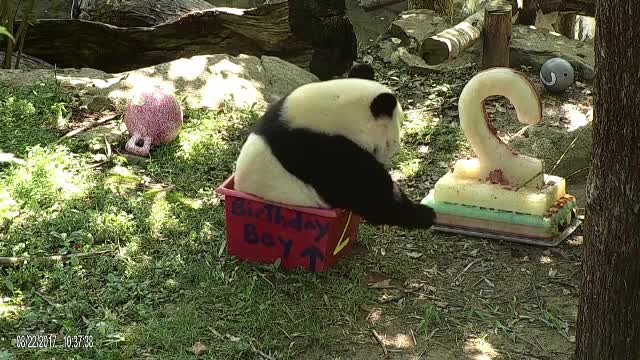Petrecere la o grădină zoologică pentru un panda. Bei Bei a împlinit 2 ani